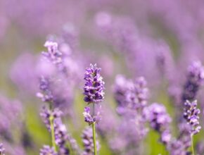 Lavendel vermehren