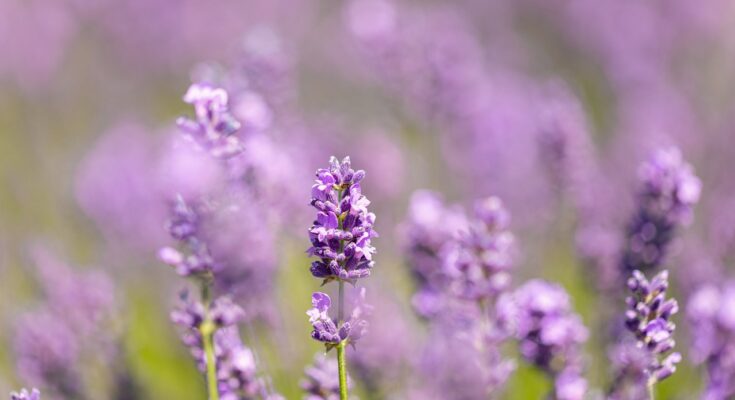 Lavendel vermehren