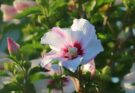 Hibiskus überwintern