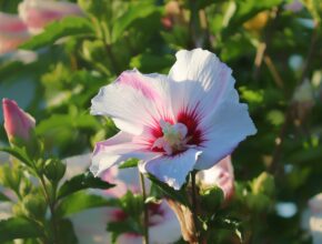 Hibiskus überwintern