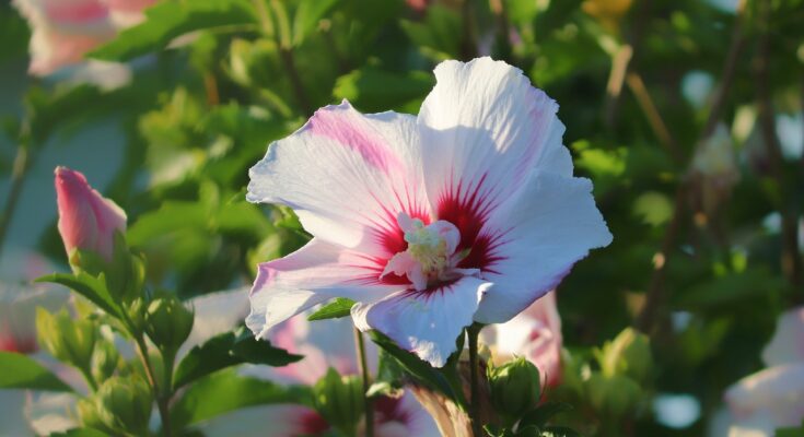 Hibiskus überwintern