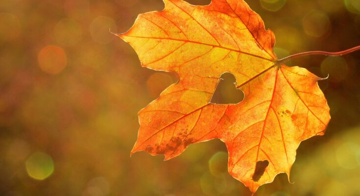 Organisationstipps für den Herbst